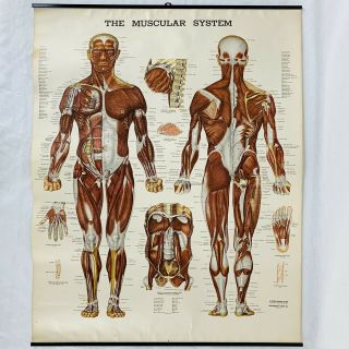 Anatomy Chart Poster Hanging Vintage 1947 The Muscular System Acc 25 " X 20 "