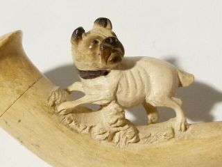 Antique Pug Type Dog Carved Meerschaum Cheroot Pipe a/f Amber Stem 5