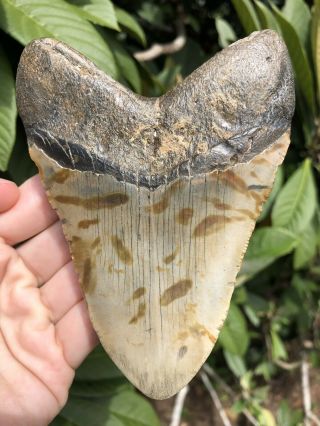 Huge 4.  85” Megalodon Tooth Fossil Shark Teeth