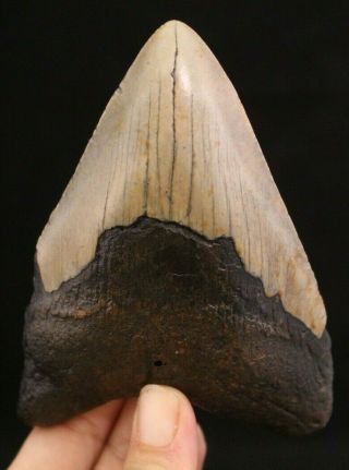 Megalodon Shark Tooth 4.  87 " Extinct Fossil Authentic Not Restored (cg9 - 75)