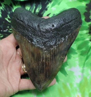 Megalodon Sharks Tooth 5 9/16  inch fossil sharks tooth sharks teeth 2