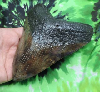 Megalodon Sharks Tooth 5 9/16  inch fossil sharks tooth sharks teeth 5