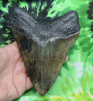 Megalodon Sharks Tooth 5 9/16  inch fossil sharks tooth sharks teeth 7