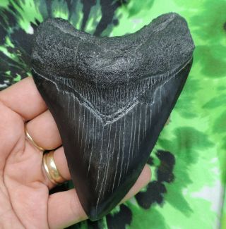 Megalodon Sharks Tooth 4 1/2  Inch No Restorations Fossil Sharks Tooth Teeth