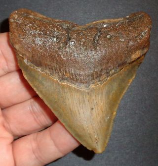 Large 3.  307 " Megalodon Shark Tooth Fossil From North Carolina Real Shark Tooth