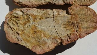 COELACANTH fish fossil Trias 250 mio Madagascar (CO - 165 / 3472) 4
