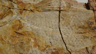 COELACANTH fish fossil Trias 250 mio Madagascar (CO - 165 / 3472) 6