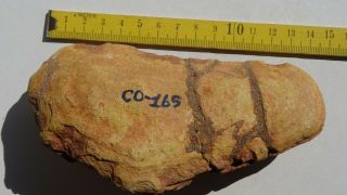 COELACANTH fish fossil Trias 250 mio Madagascar (CO - 165 / 3472) 7