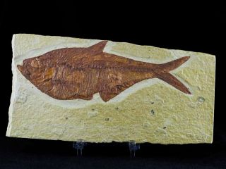 Xl 5.  6 In Diplomystus Dentatus Fossil Fish Green River Wyoming Eocene Stand