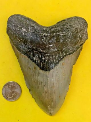Megalodon Shark Tooth 5.  255 Inch Apex Artifacts No Restorations