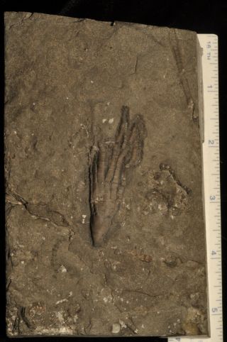 Fossil Crinoid - Ectenocrinus Simplex From Ontario