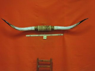 Bull Horns Steer Horn Cow Horn 6 Ft 8 In Mounted Huge Big Texas Longhorn 3566