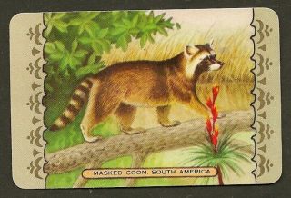 Vintage Coles Swap Card Named Animal Masked Coon South America