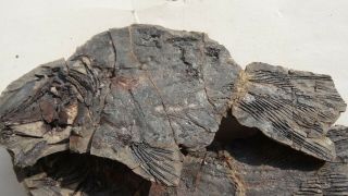 COELACANTH fish fossil Trias 250 mio Madagascar (CO - 160 / 2957) 3