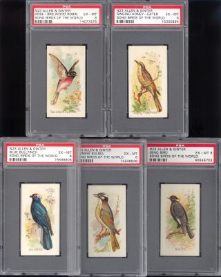 (5) 1890 N23 Allen & Ginter Song Birds Of The World Psa 6 Cigarettes Set Cards