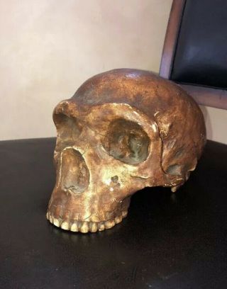 Neanderthal - La Chapelle - Aux - Saints Anthropological Skull Model,  Study