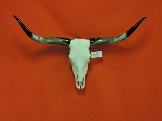 Steer Skull Mounted Horns Cow Bull Longhorns 4 Ft 3 In Skull 1841 Taxidermy