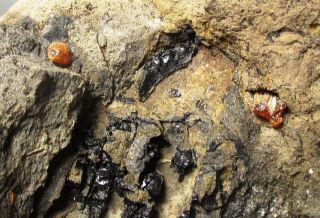 Cretaceous Amber Droplets In Matrix - Hell Creek Fm,  Sd Fossil