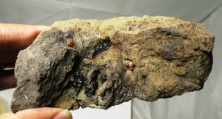 Cretaceous amber droplets in matrix - Hell Creek fm,  SD fossil 4