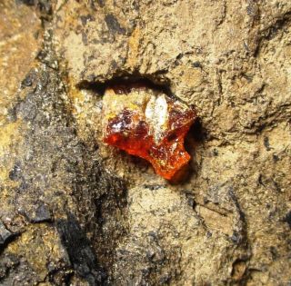 Cretaceous amber droplets in matrix - Hell Creek fm,  SD fossil 5