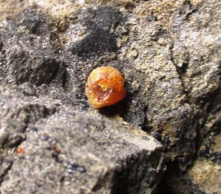 Cretaceous amber droplets in matrix - Hell Creek fm,  SD fossil 6