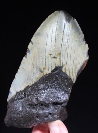 Megalodon Shark Tooth 5.  66 " Extinct Fossil Authentic Not Restored (cg4 - 40)
