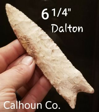 Huge Dalton Arrowhead Spear Point Native Indian Artifact Calhoun Co.  Il Museum G