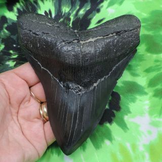 Megalodon Sharks Tooth 5 7/16  Inch No Restorations Fossil Sharks Tooth Teeth