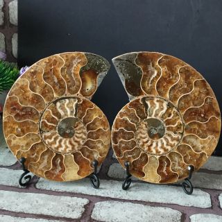 1 - Pair - Half - Cut - Ammonite - Shell - Jurrassic - Fossil - Specimen - Madagasca 514g 2