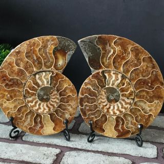 1 - Pair - Half - Cut - Ammonite - Shell - Jurrassic - Fossil - Specimen - Madagasca 514g 4