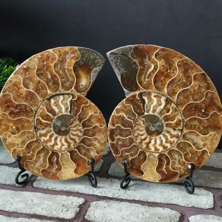 1 - Pair - Half - Cut - Ammonite - Shell - Jurrassic - Fossil - Specimen - Madagasca 514g 5