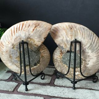 1 - Pair - Half - Cut - Ammonite - Shell - Jurrassic - Fossil - Specimen - Madagasca 514g 6