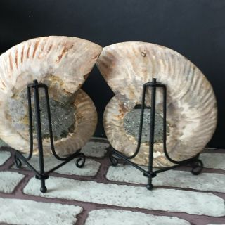 1 - Pair - Half - Cut - Ammonite - Shell - Jurrassic - Fossil - Specimen - Madagasca 514g 7