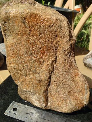 Gem Bone Fossil Agatized Gem Bone 4.  9 Pound Vertebrae