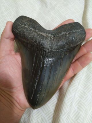 Megalodon Tooth - Huge
