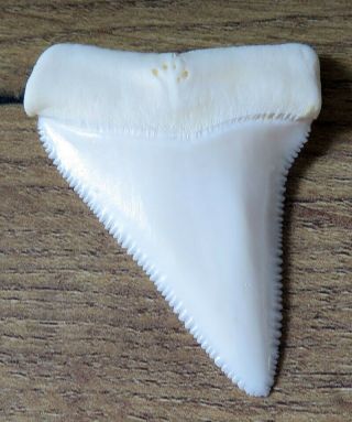 2.  103 " Upper Nature Modern Great White Shark Tooth (teeth)