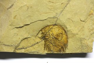Elliptocephala praenuntius Trilobite Lower Cambrian Nevada Rare 2