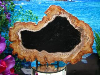 Petrified Wood Complete Round Slab Wbark Incredible Obsidian Copper Rust 9 - 1/2 "
