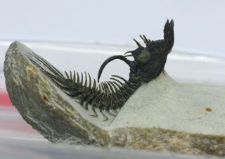 Killer Quadrops flexuosa Trilobite Devonian Morocco Standing Spines 5