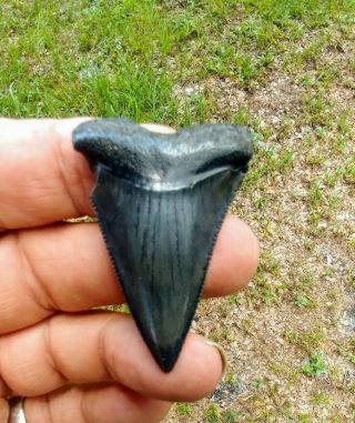 Great White Fossiled Shark Tooth 2,  Inches Extinct,  Megalodon Mako Teeth Black