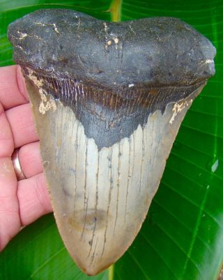 Megalodon Shark Tooth Over 5 & 3/16 In.  Huge Size - No Restorations