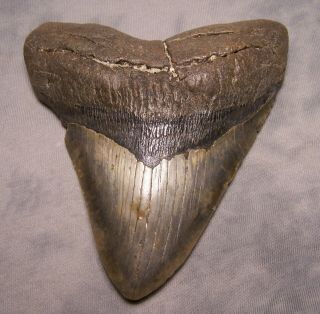 5 1/16 " Megalodon Tooth Beast Extinct Jaw Fossil Meg Shark Teeth Diver Megladon
