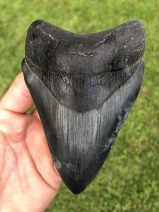 Serrated 4.  58” Megalodon Shark Tooth 100 Natural - No Restoration.