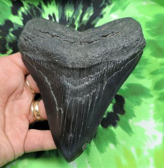 Megalodon Sharks Tooth 5 3/16  Inch No Restorations Fossil Sharks Teeth Tooth