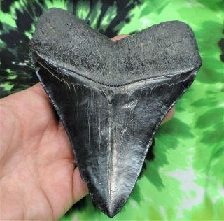 Megalodon Sharks Tooth 5 3/16  inch NO RESTORATIONS fossil sharks teeth tooth 2