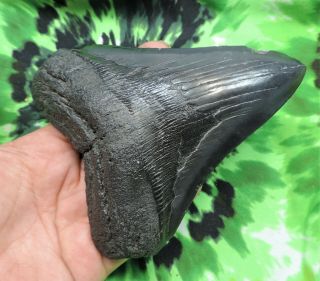 Megalodon Sharks Tooth 5 3/16  inch NO RESTORATIONS fossil sharks teeth tooth 3