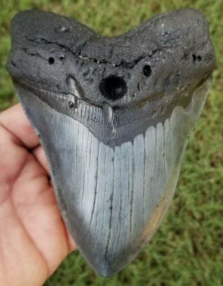 Giant Serrated 5.  50 " Megalodon Tooth.  Absolutely No Restoration