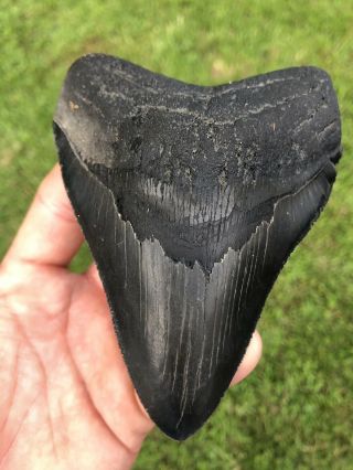 Black Serrated 4.  77” Megalodon Shark Tooth 100 Natural - No Restoration.