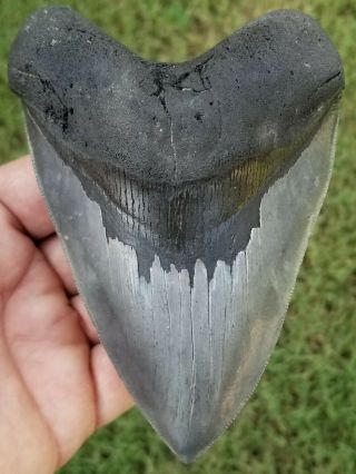 Extremely Serrated 5.  10 " Megalodon Tooth.  Absolutely No Restoration
