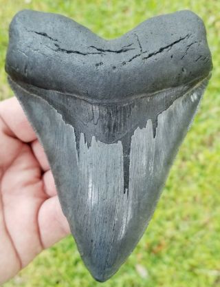 Killer Serrated 5.  14 " Megalodon Tooth.  Absolutely No Restoration